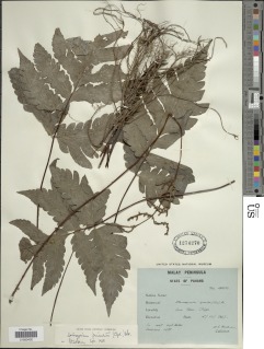 Tectaria pinnata image