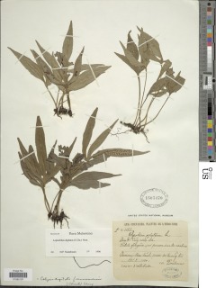 Leptochilus digitatus image