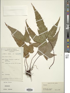 Tectaria novoguineensis image