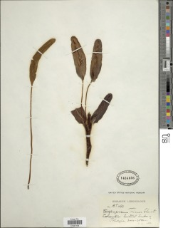 Elaphoglossum trianae image