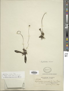 Leptochilus minor image