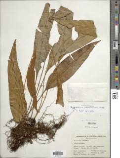 Elaphoglossum praetermissum image