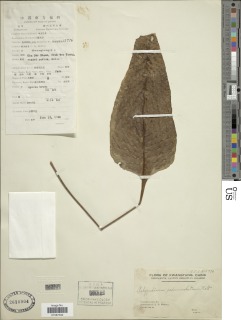 Neocheiropteris ovata image