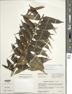 Lomariopsis sorbifolia image