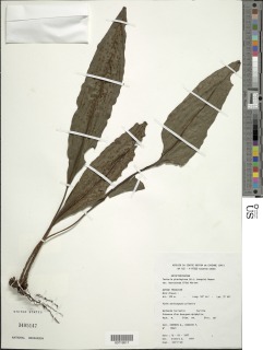Dracoglossum sinuatum image