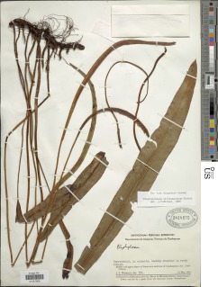 Image of Elaphoglossum williamsiorum