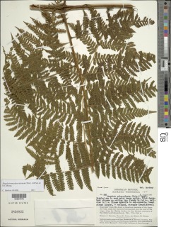 Megalastrum pulverulentum image