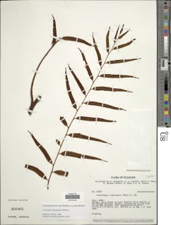 Lomariopsis nigropaleata image