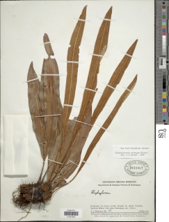 Image of Elaphoglossum velongum