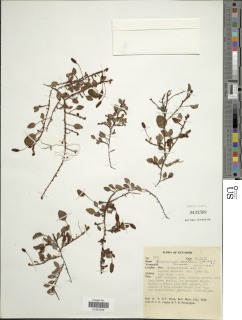 Elaphoglossum ovatum image