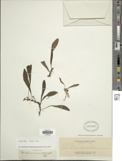 Leptochilus minor image
