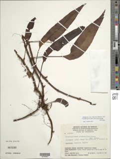 Elaphoglossum antioquianum image