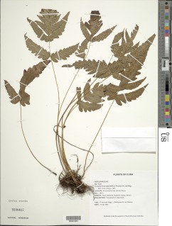 Tectaria fimbriata image
