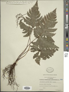 Tectaria aurita image