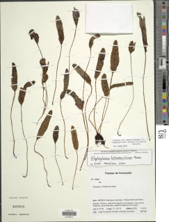 Elaphoglossum deorsum image