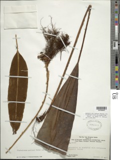 Elaphoglossum macrophyllum image