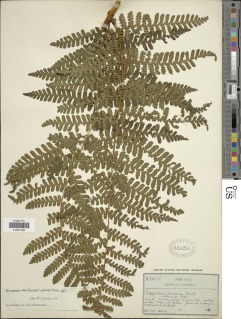Megalastrum subincisum image