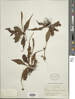 Image of Tectaria hookeri