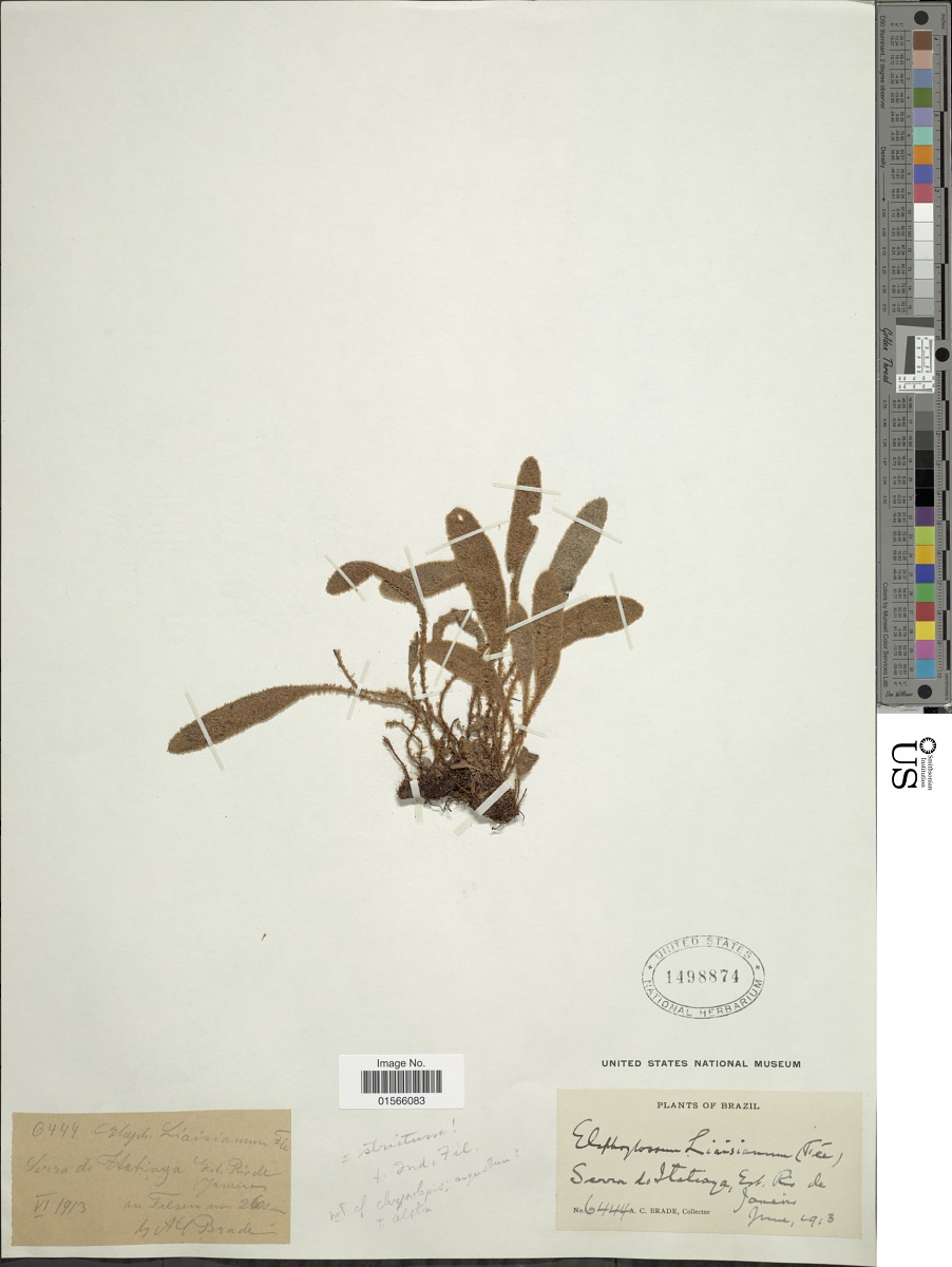 Elaphoglossum angustum image