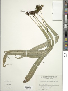 Neocheiropteris fortunei image