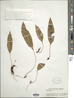 Elaphoglossum brevipes image