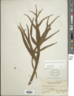 Microsorum pentaphyllum image
