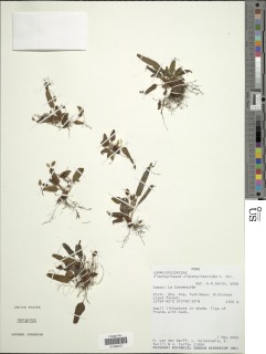 Elaphoglossum didymoglossoides image