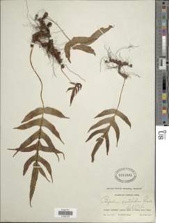 Goniophlebium persicifolium image