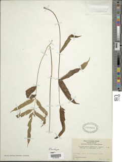 Goniophlebium persicifolium image