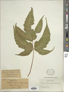 Tectaria heracleifolia image