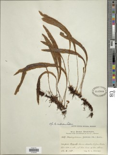 Elaphoglossum rufescens image