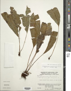 Elaphoglossum praetermissum image