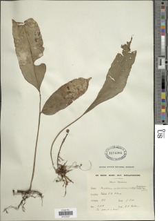 Lomariopsis lineata image