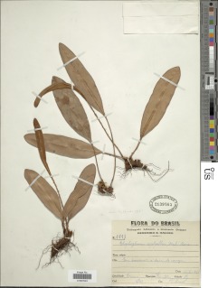 Elaphoglossum sartorii image