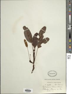 Elaphoglossum trianae image