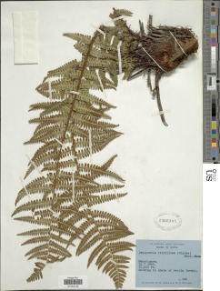 Megalastrum fibrillosum image