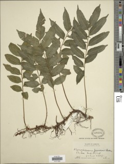 Lomariopsis underwoodii image