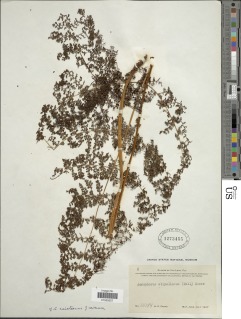 Dryopteris raiateensis image