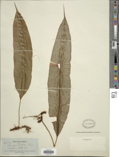Oleandra articulata image