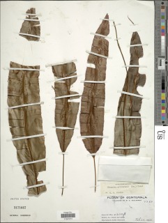 Oleandra articulata image