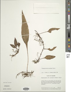 Elaphoglossum proximum image