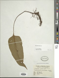 Neocheiropteris ovata image