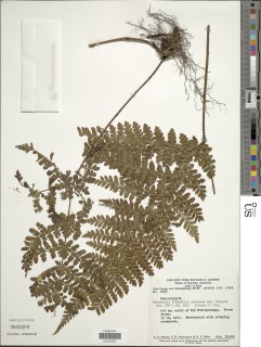 Triplophyllum dicksonioides image