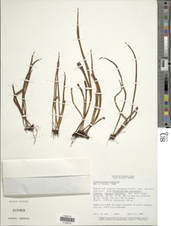 Elaphoglossum glabellum image