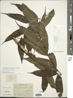 Lomariopsis marginata image
