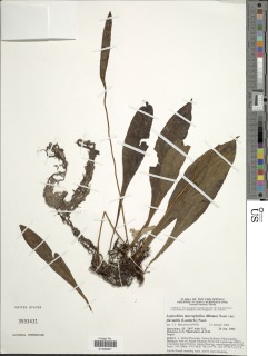 Leptochilus macrophyllus var. fluviatilis image