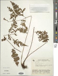 Tectaria trinitensis image
