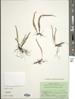Image of Lepisorus sinensis