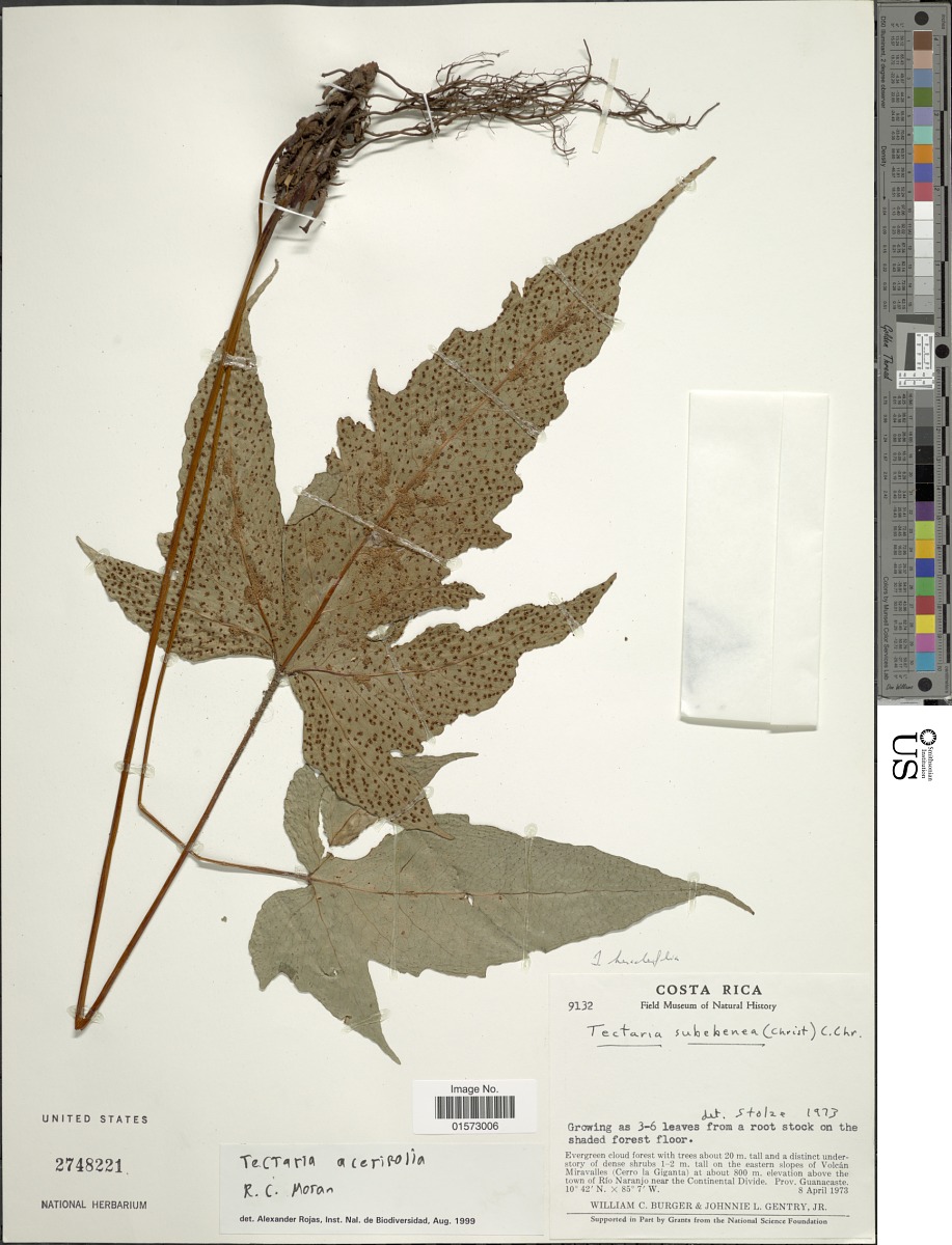 Tectaria acerifolia image
