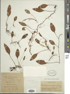 Elaphoglossum craspedariiforme image